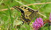 Papillon Machaon (papilio machaon ou "grand porte-queue"), massif de Beauregard, La Clusaz, Haute-Savoie, France, 30 juillet 2012