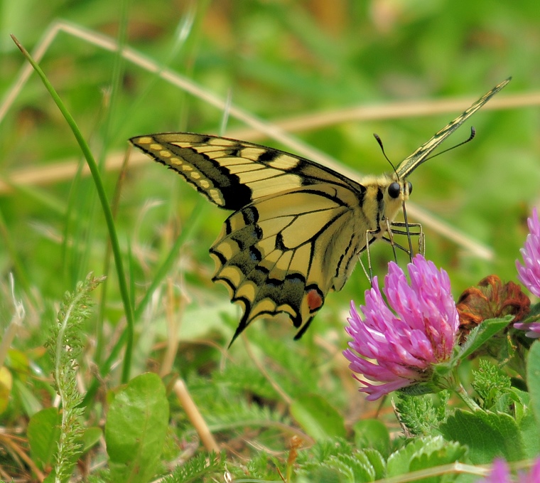 Équilibre fragile • Papillon Machaon (papilio machaon ou "grand porte-queue"), massif de Beauregard, La Clusaz, Haute-Savoie, France, 30 juillet 2012
