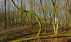 Forêt dans les environs d’Urcerey, Territoire de Belfort, France, 24 décembre 2012