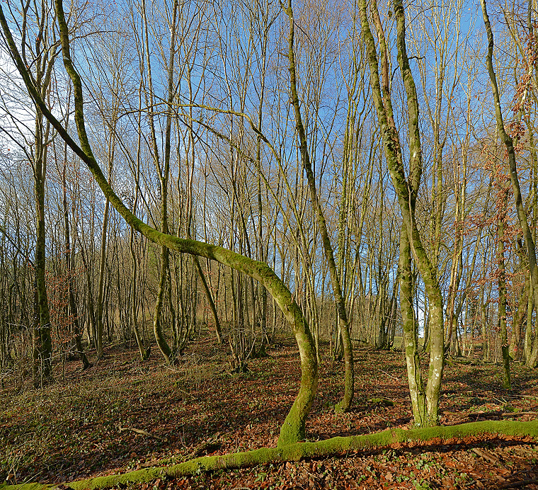 Jupiter • Forêt dans les environs d’Urcerey, Territoire de Belfort, France, 24 décembre 2012