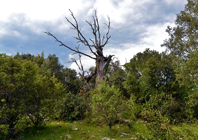Témoin achronique • Plateau de Juoilles, Rouet, Hérault, France, 8 mai 2013