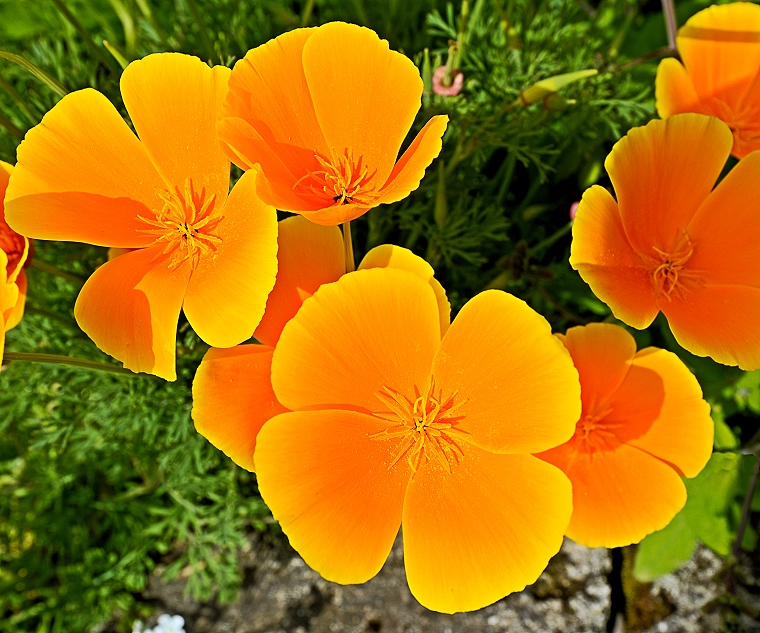 Émergence • Escholtzia, Jardin des plantes de Montpellier, Hérault, France, 2 mai 2013