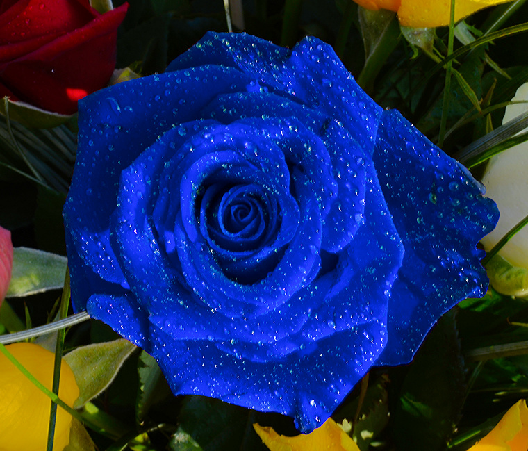 Bleu comme l’eau • Bouquet de roses, Baillargues, France, 22 septembre 2013