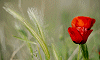 Orge et coquelicot, Baillargues, Hérault, France, 12 avril 2015