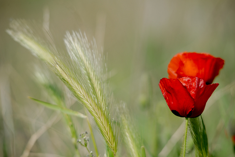 Choisir ! • Orge et coquelicot, Baillargues, Hérault, France, 12 avril 2015