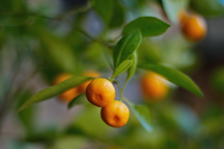 Profondeur de champ • Mandarines, Montmiral, Drôme, France, 28 juin 2015