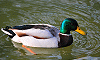 Canard colvert dans les eaux du Lez, Parc de Montplaisir, Castelnau-le-Lez, Hérault, France, 29 janvier 2012