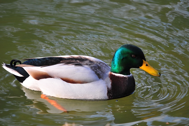 Signum : Canard colvert dans les eaux du Lez, Parc de Montplaisir, Castelnau-le-Lez, Hérault, France, 29 janvier 2012