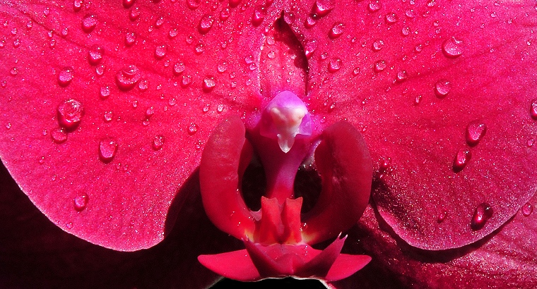 Rosée : Pétales d’orchidée, Baillargues, Hérault, France, 4 février 2012