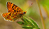 Papillon sur un brin d’herbe (Mélitée orangée, Melitaea didyma), Baillargues, Hérault, France, 13 mai 2012