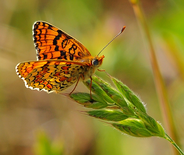 Métamorphose : Papillon sur un brin d’herbe (Mélitée orangée, Melitaea didyma), Baillargues, Hérault, France, 13 mai 2012