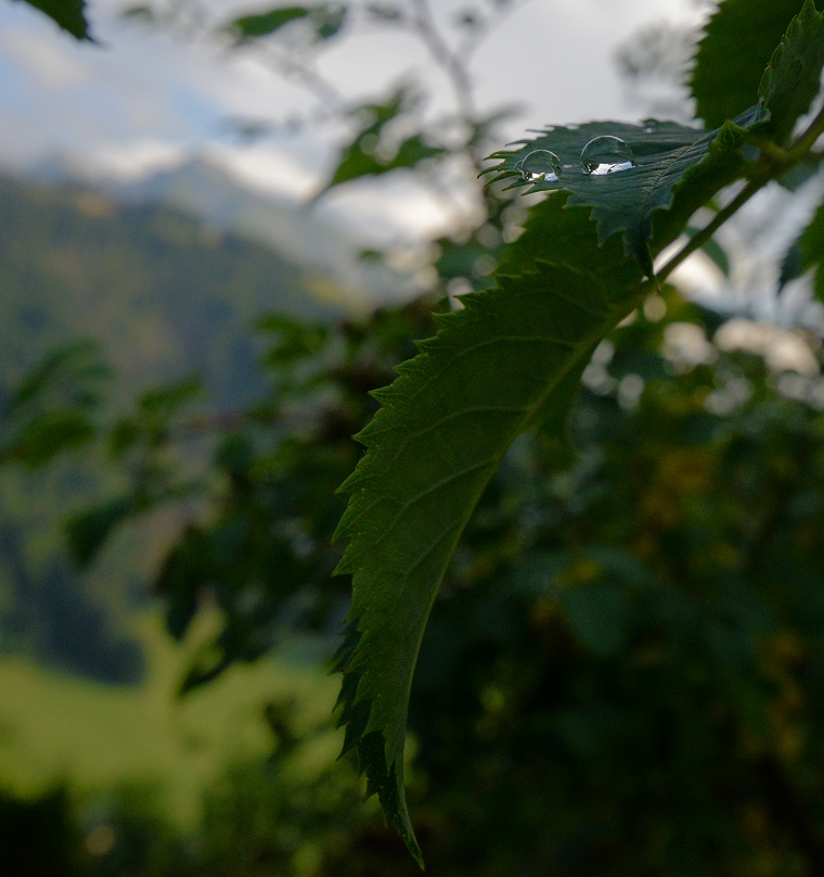 Instant d’éternité : Perles de pluie sur un lit de chlorophylle, La Clusaz, Haute-Savoie, France, 28 juillet 2012