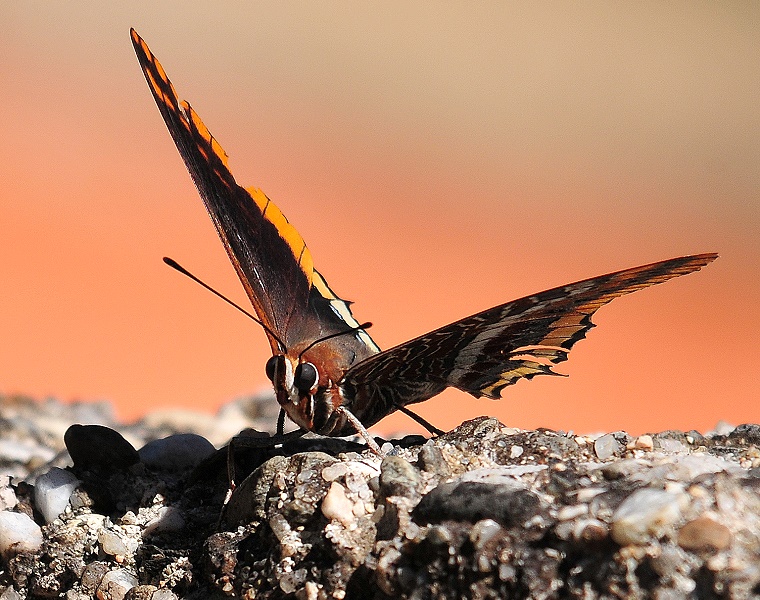 Vie ordinaire : Avant de prendre les airs, un papillon se réchauffe les ailes au soleil, Gorniès, Hérault, France, 16 septembre 2012