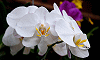 Orchidées blanches, Maison de Jim Thomson, Bangkok, Thaïlande, 28 juin 2008