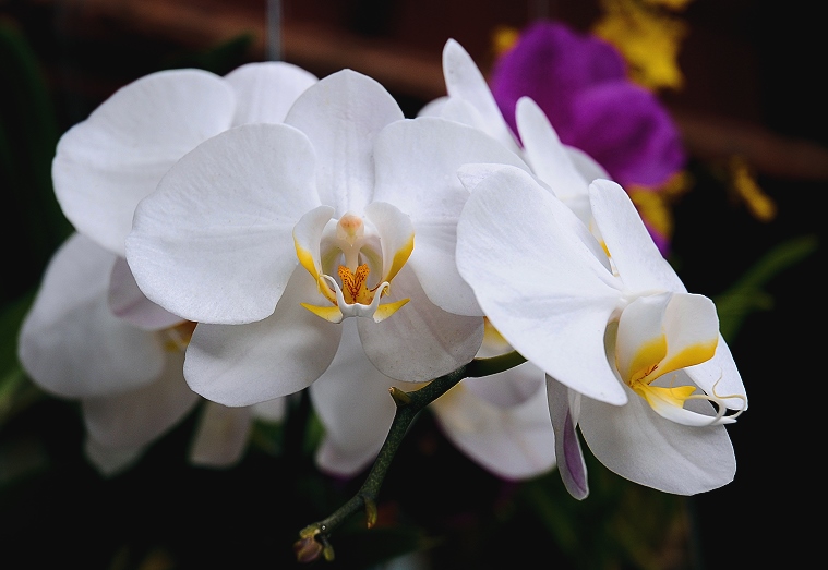 Cœurs d’Ange : Orchidées blanches, Maison de Jim Thomson, Bangkok, Thaïlande, 28 juin 2008